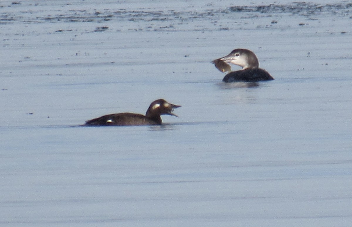 White-winged Scoter - ML277628001