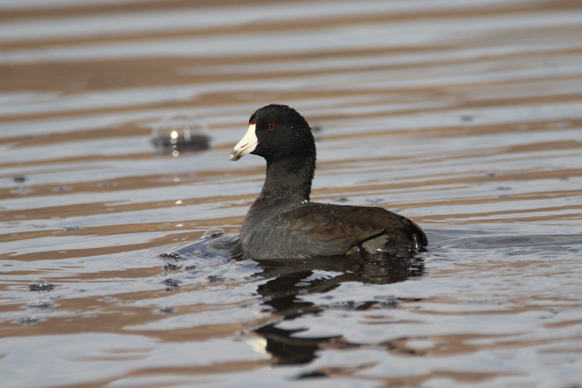 American Coot - Patrick Sysiong