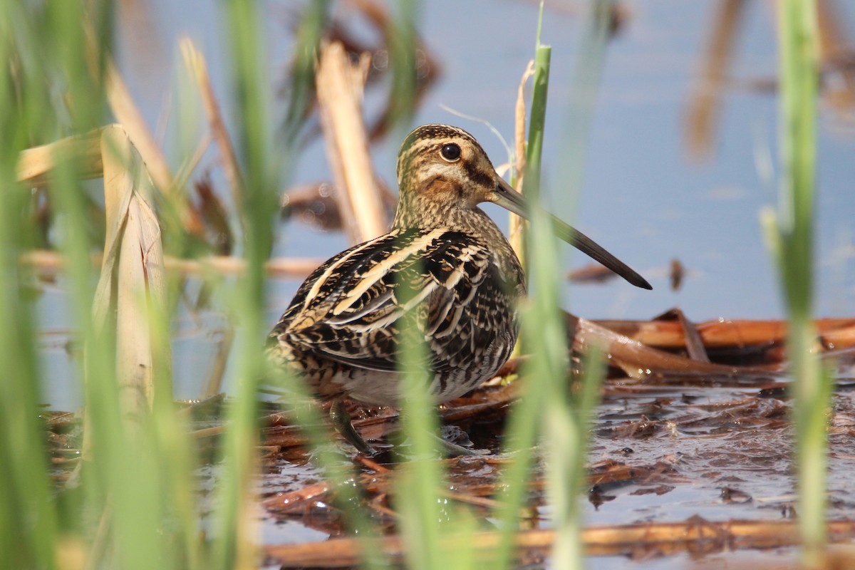 Wilson's Snipe - ML277629981