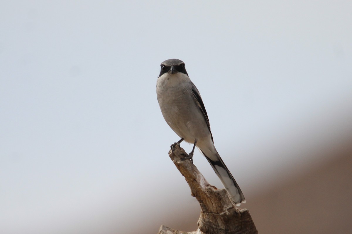 Loggerhead Shrike - ML277630141