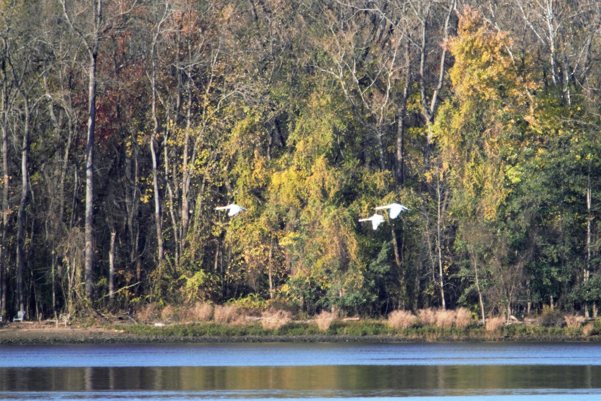 Mute Swan - Charles Engel