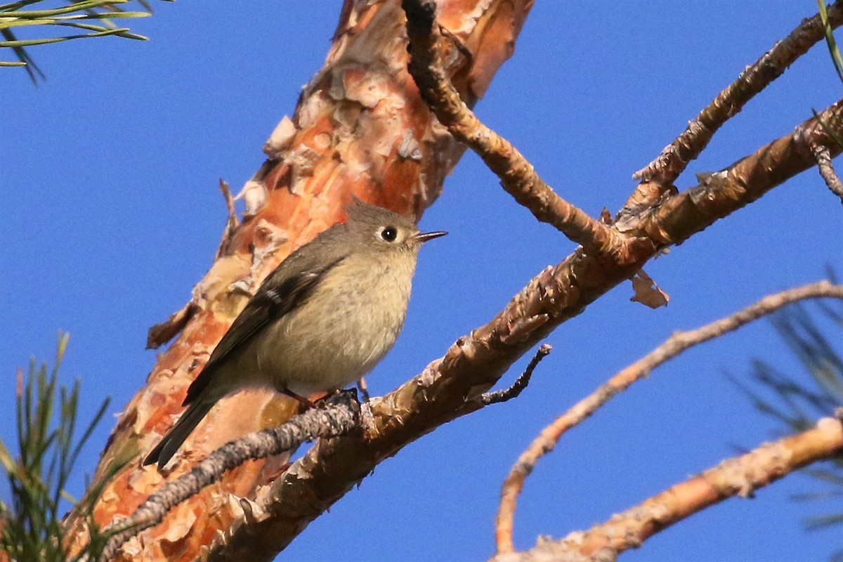 Ruby-crowned Kinglet - ML27763641