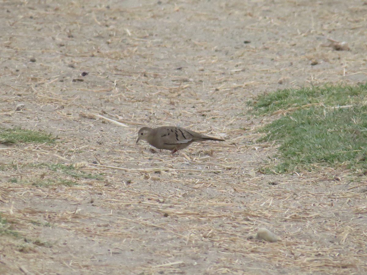 Ecuadorian Ground Dove - ML277636491