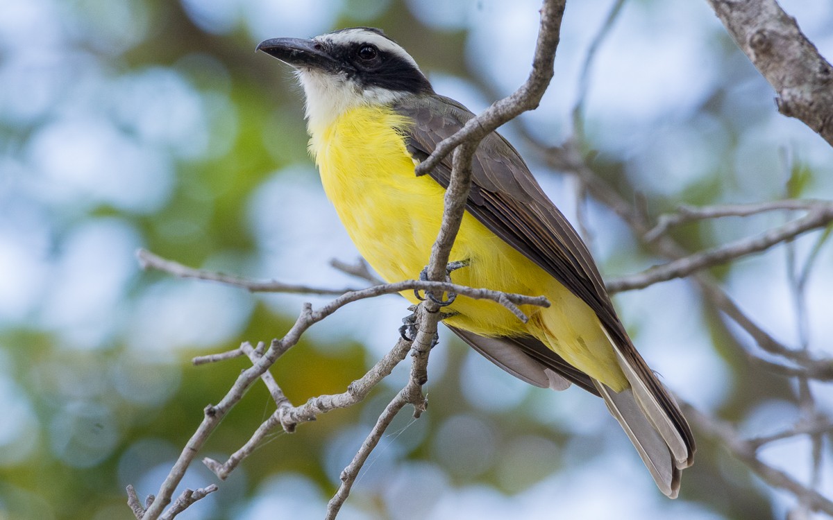 Boat-billed Flycatcher - Juan Miguel Artigas Azas