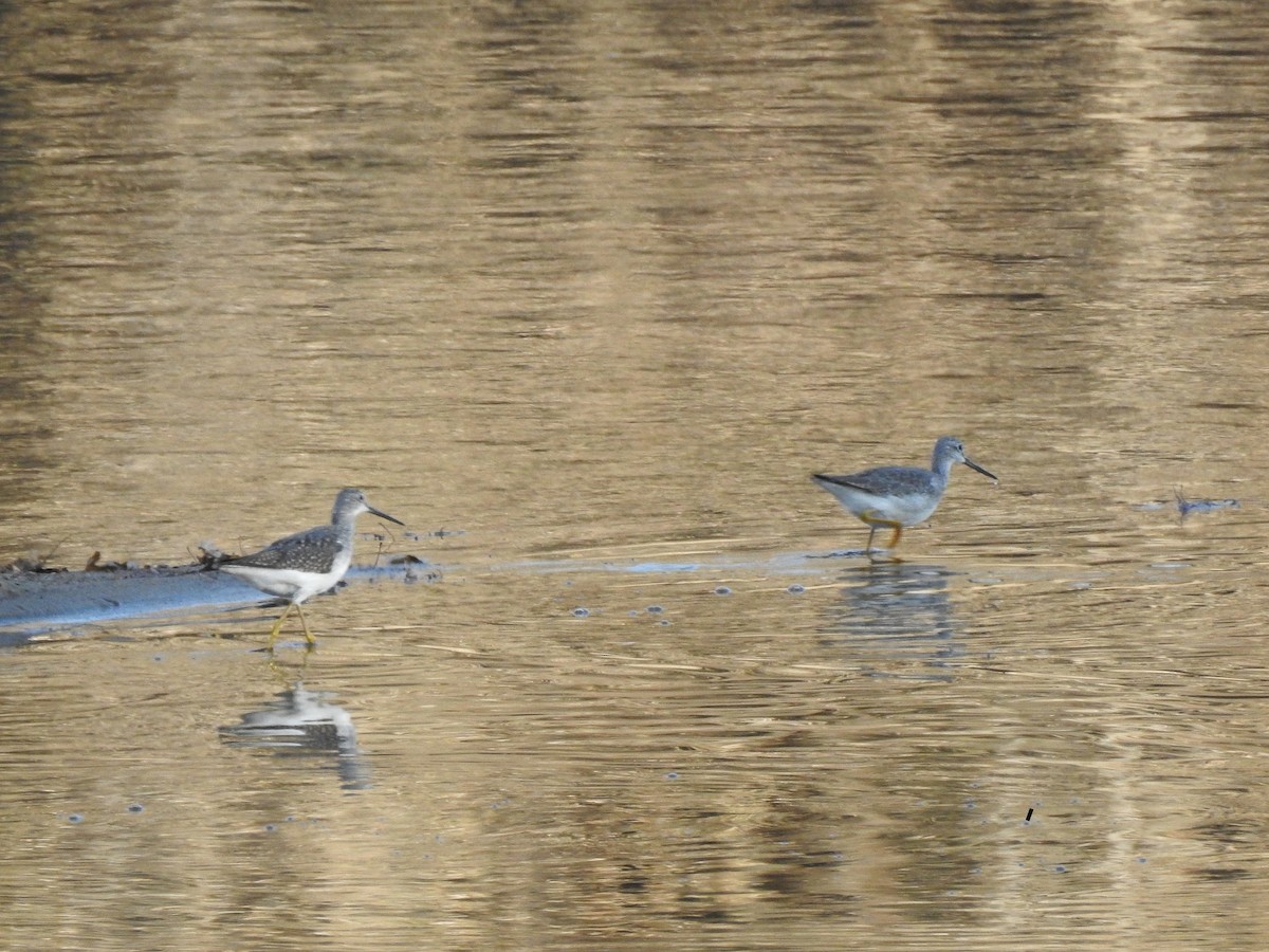 Greater Yellowlegs - ML277642591