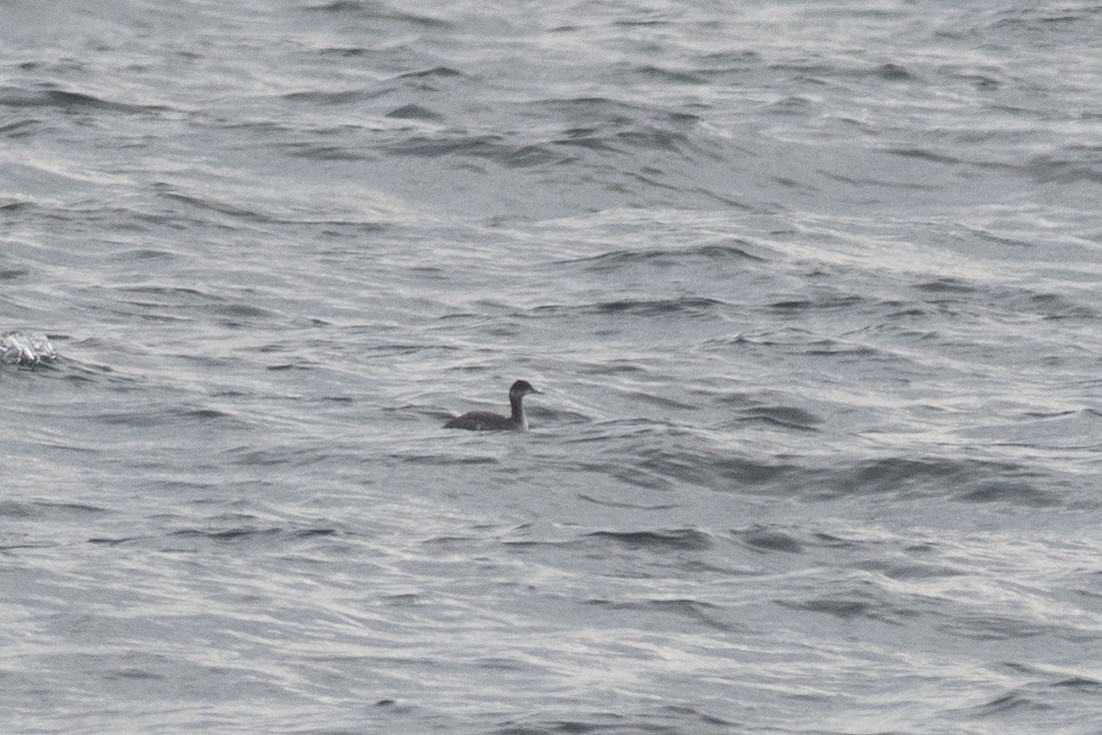 Eared Grebe - Amanda Guercio