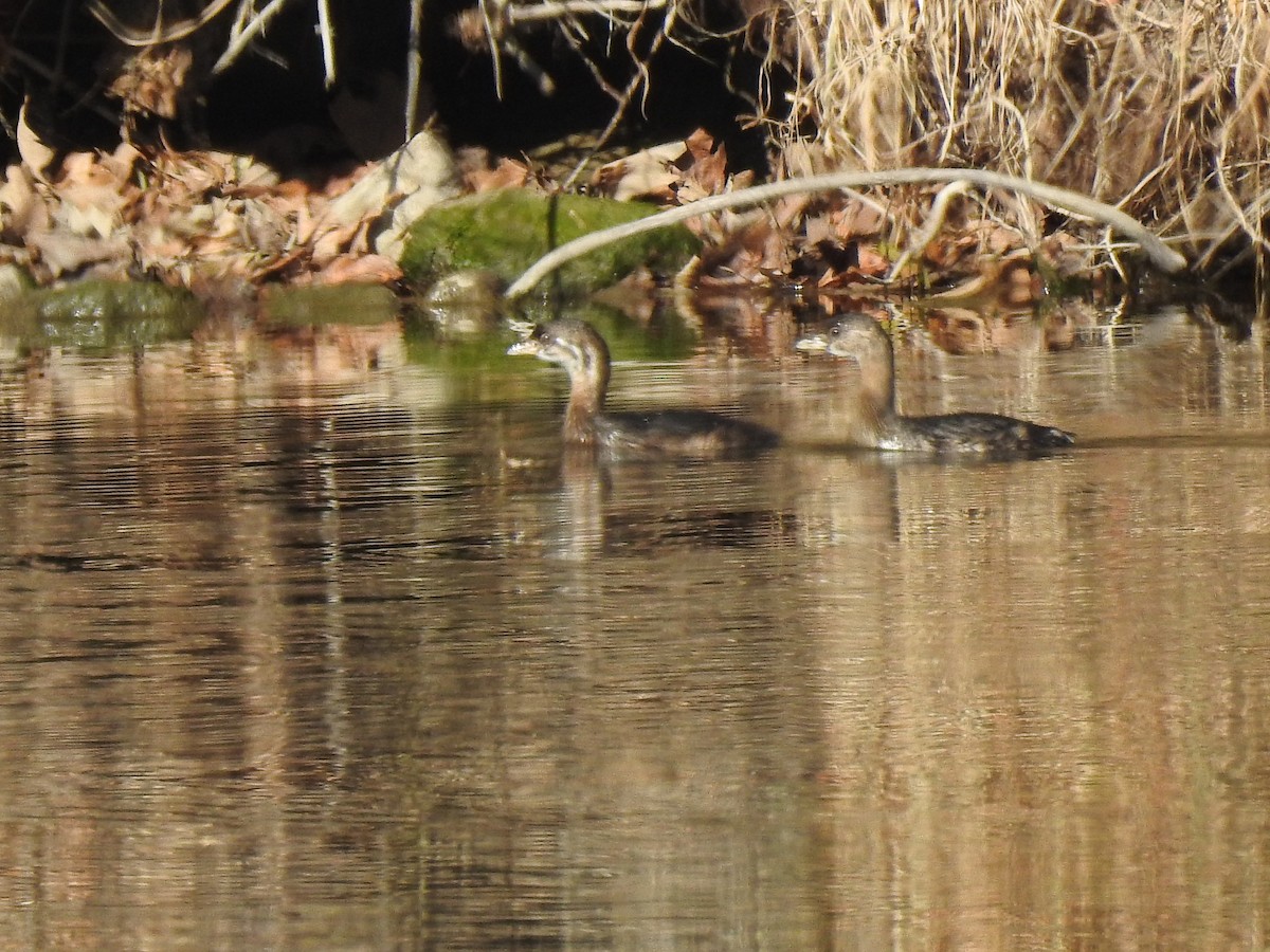 Pied-billed Grebe - ML277644141