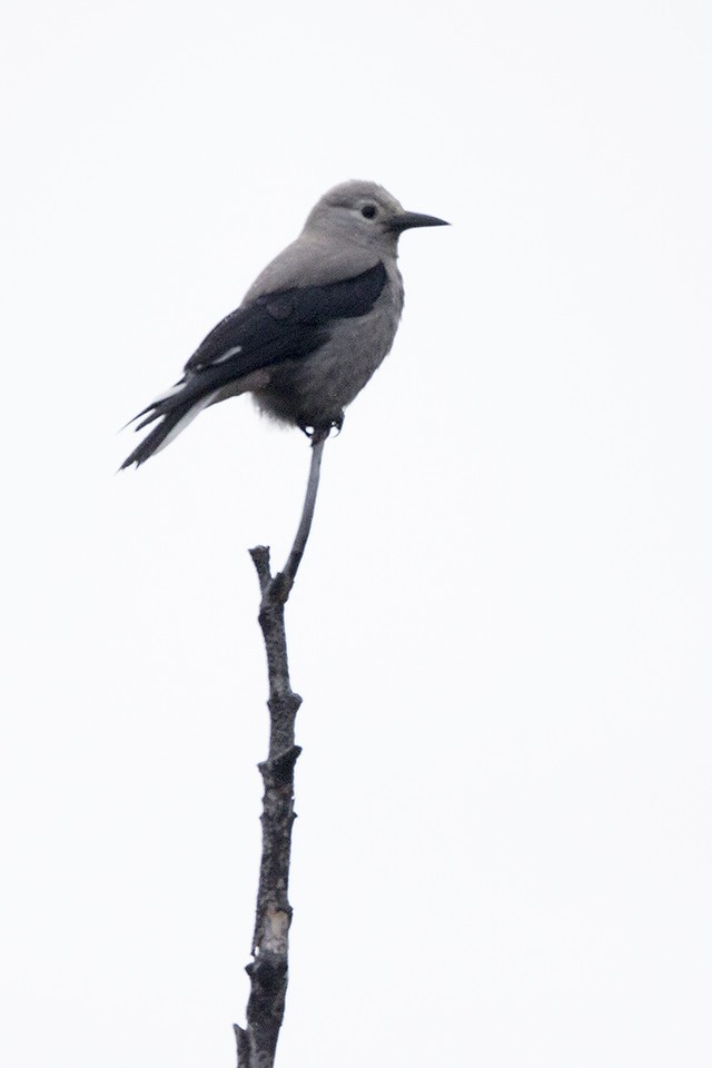 Clark's Nutcracker - ML27764801