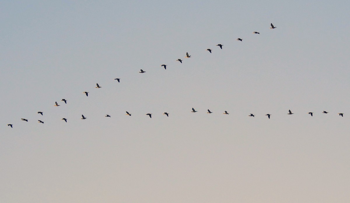 Double-crested Cormorant - ML277648301