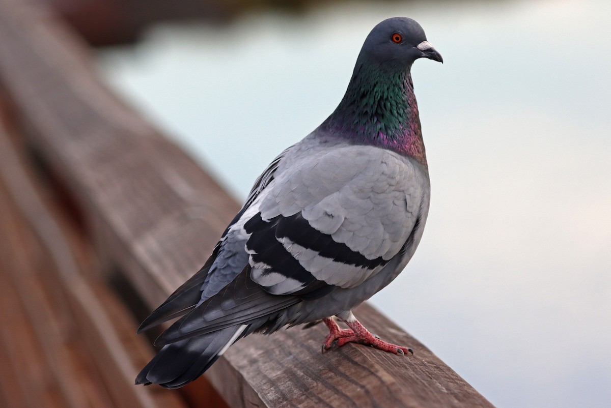 Rock Pigeon (Feral Pigeon) - Catherine Jacobs