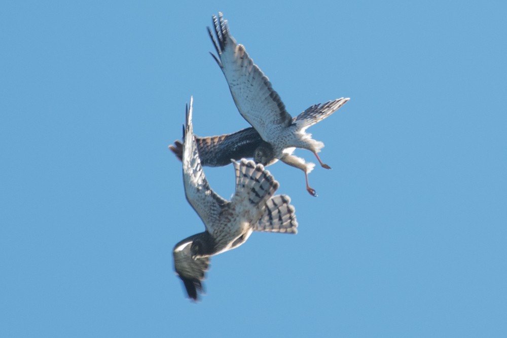 Northern Harrier - josh Ketry