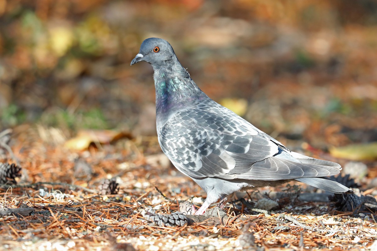 Rock Pigeon (Feral Pigeon) - Daniel Jauvin