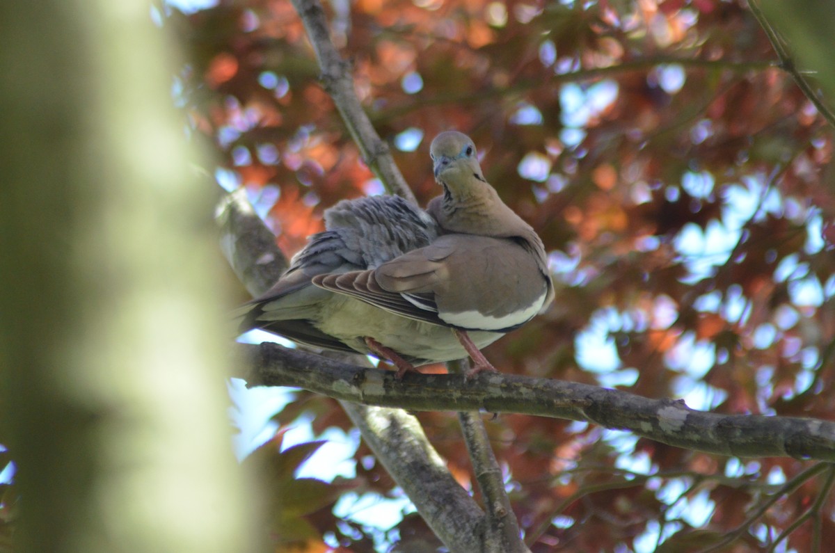 White-winged Dove - ML277655151