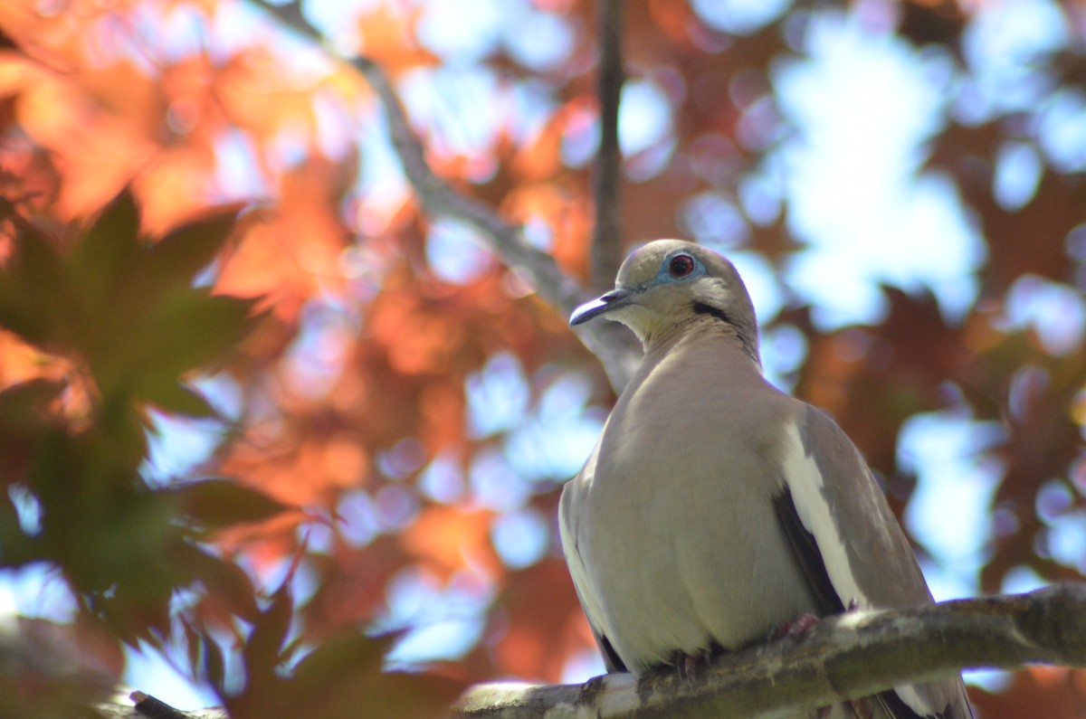 White-winged Dove - ML277655721