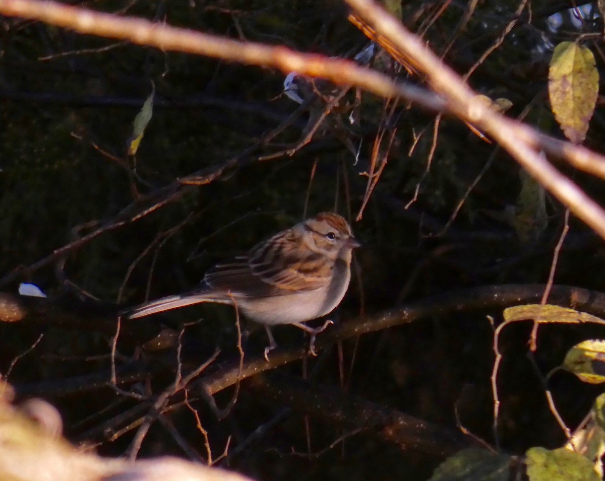 Chipping Sparrow - ML277656531