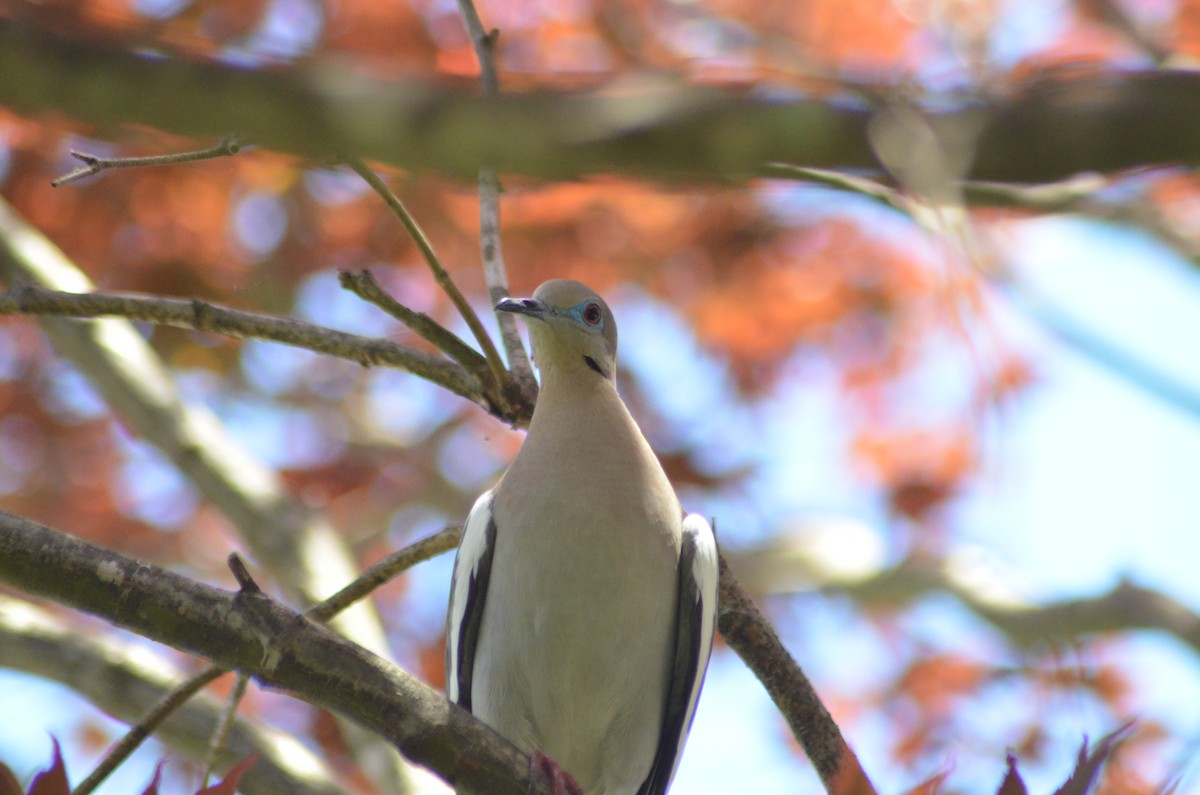 White-winged Dove - ML277657301