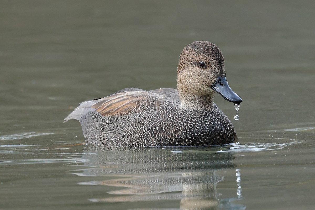 Gadwall - Peter Hawrylyshyn