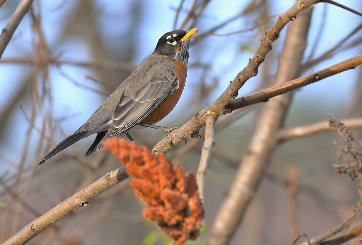American Robin - ML277658241