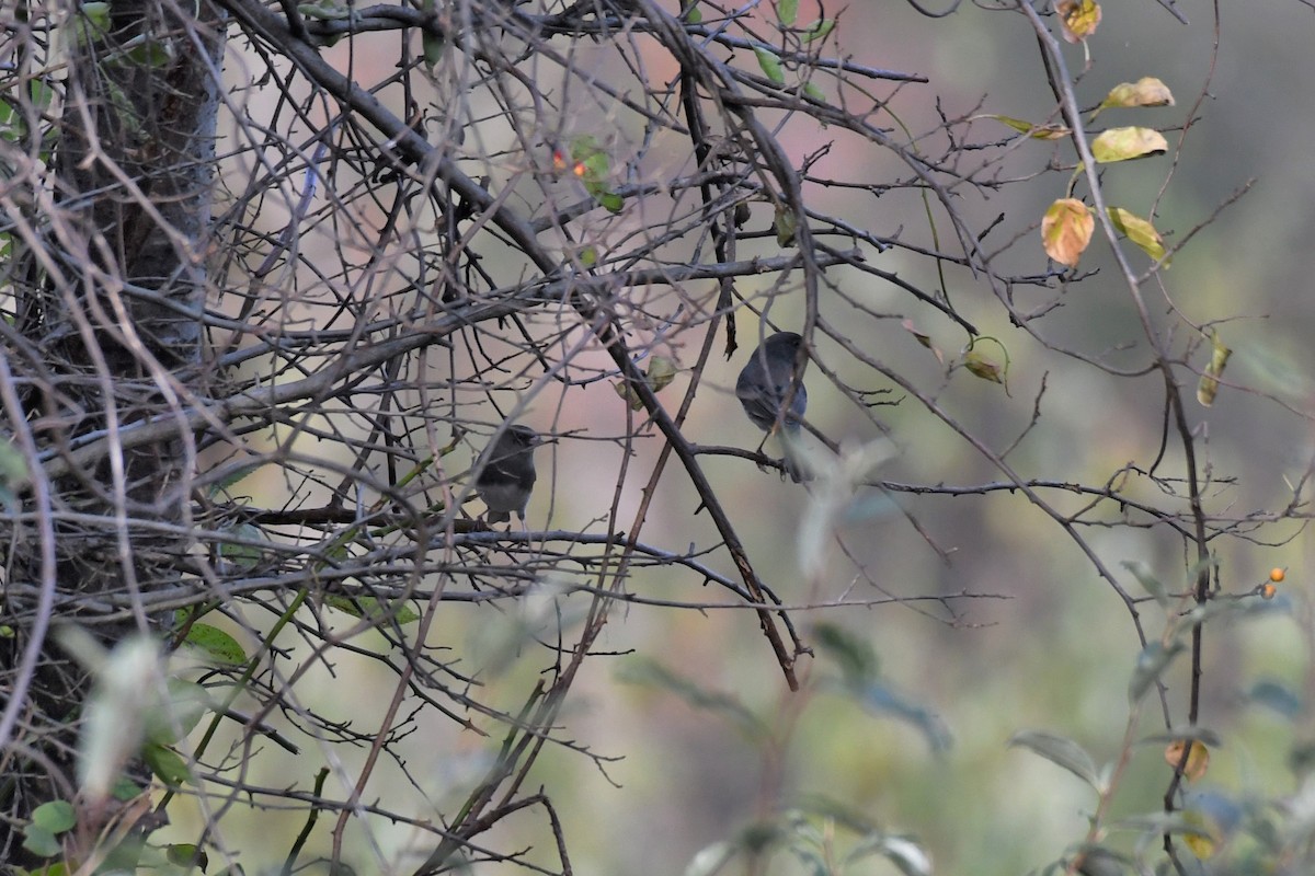 Dark-eyed Junco - ML277658331