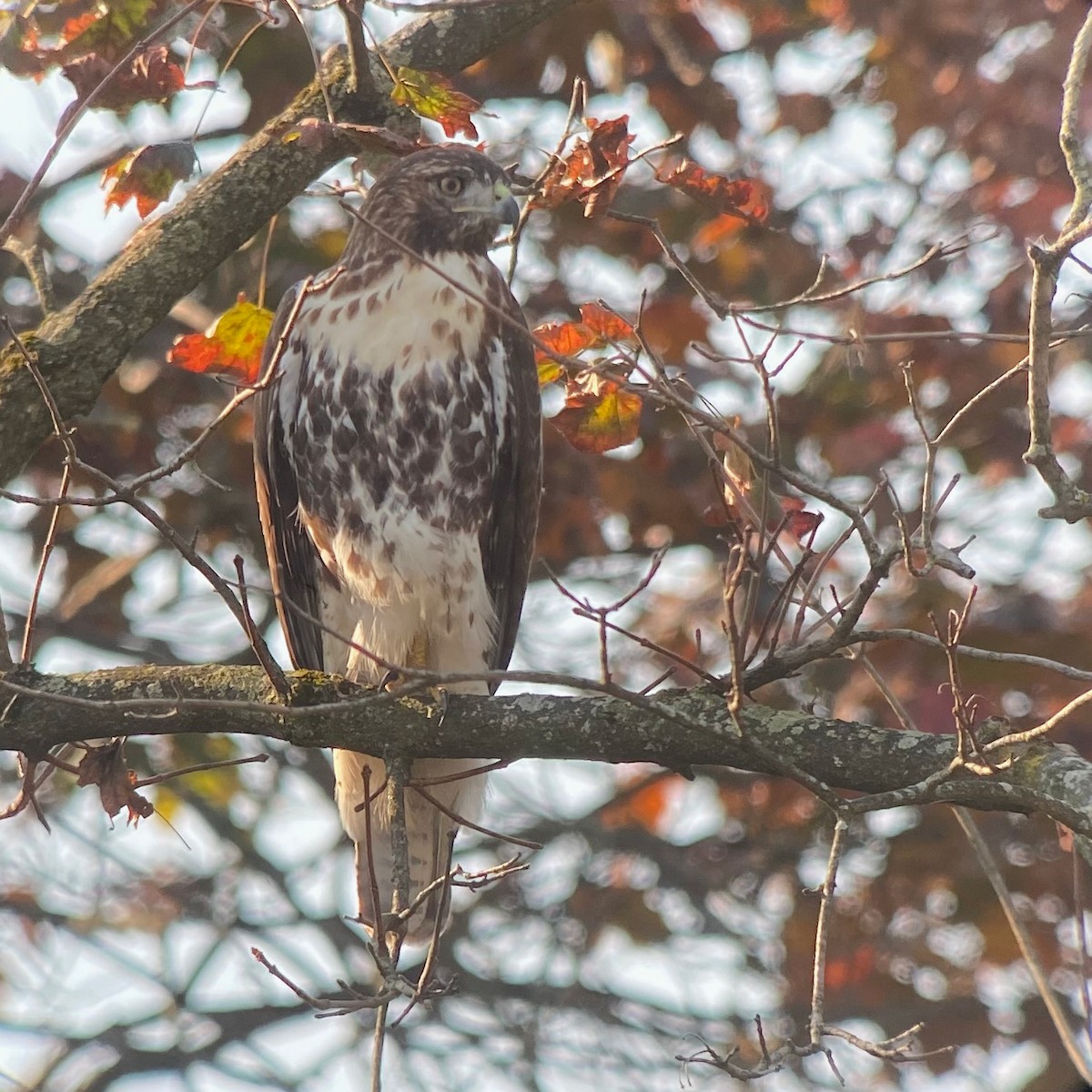 Red-tailed Hawk - ML277658351