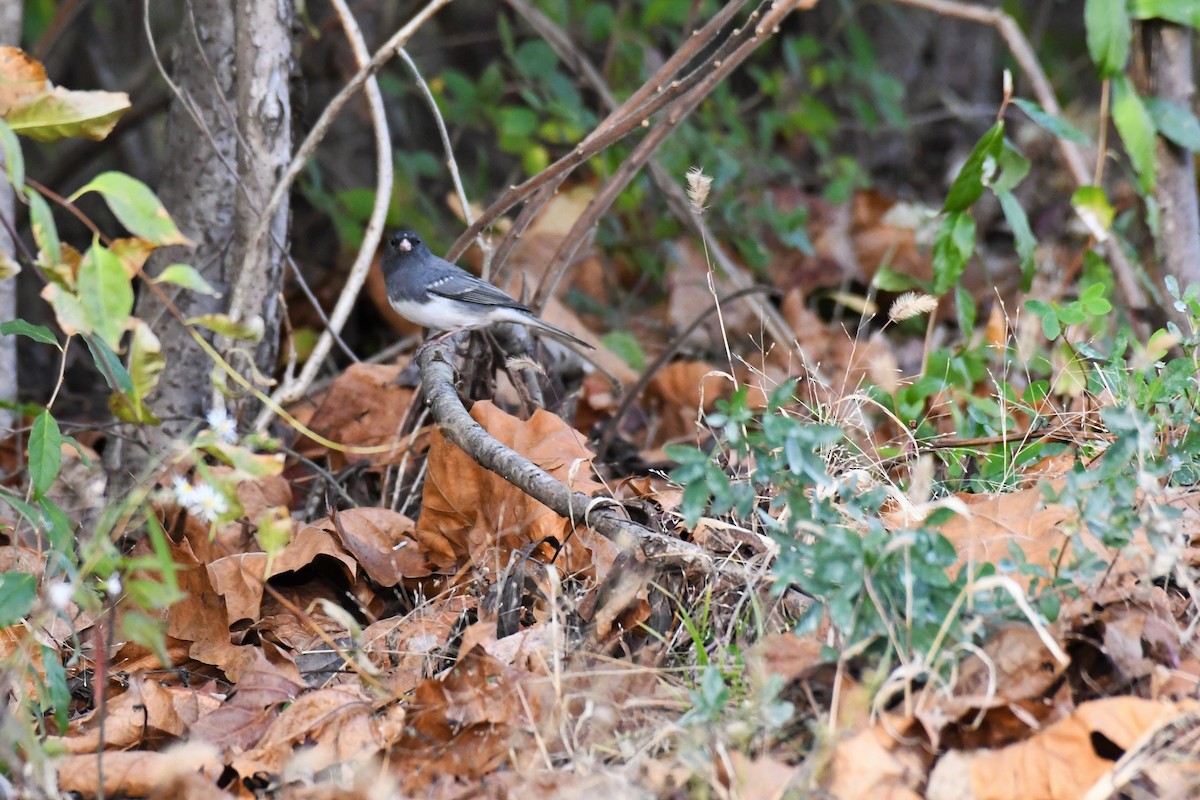 Dark-eyed Junco - ML277658401