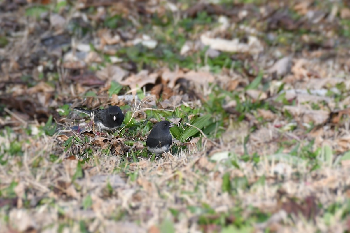 Dark-eyed Junco - ML277658421