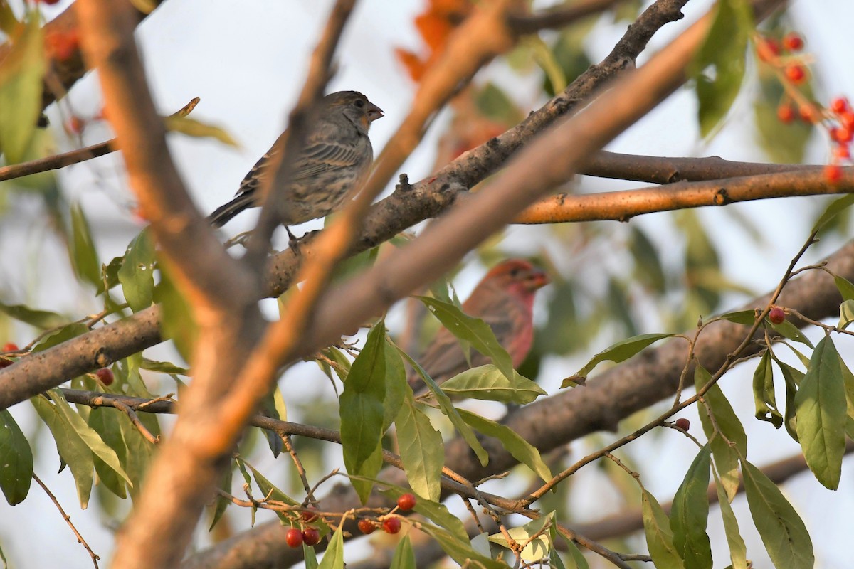 House Finch - ML277658441