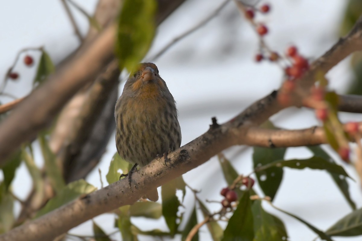 House Finch - ML277658471