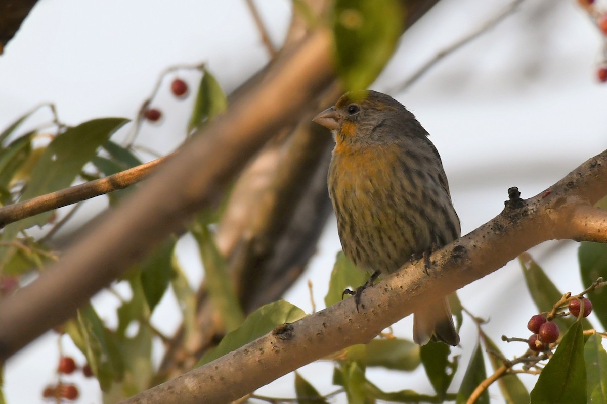 House Finch - ML277658511