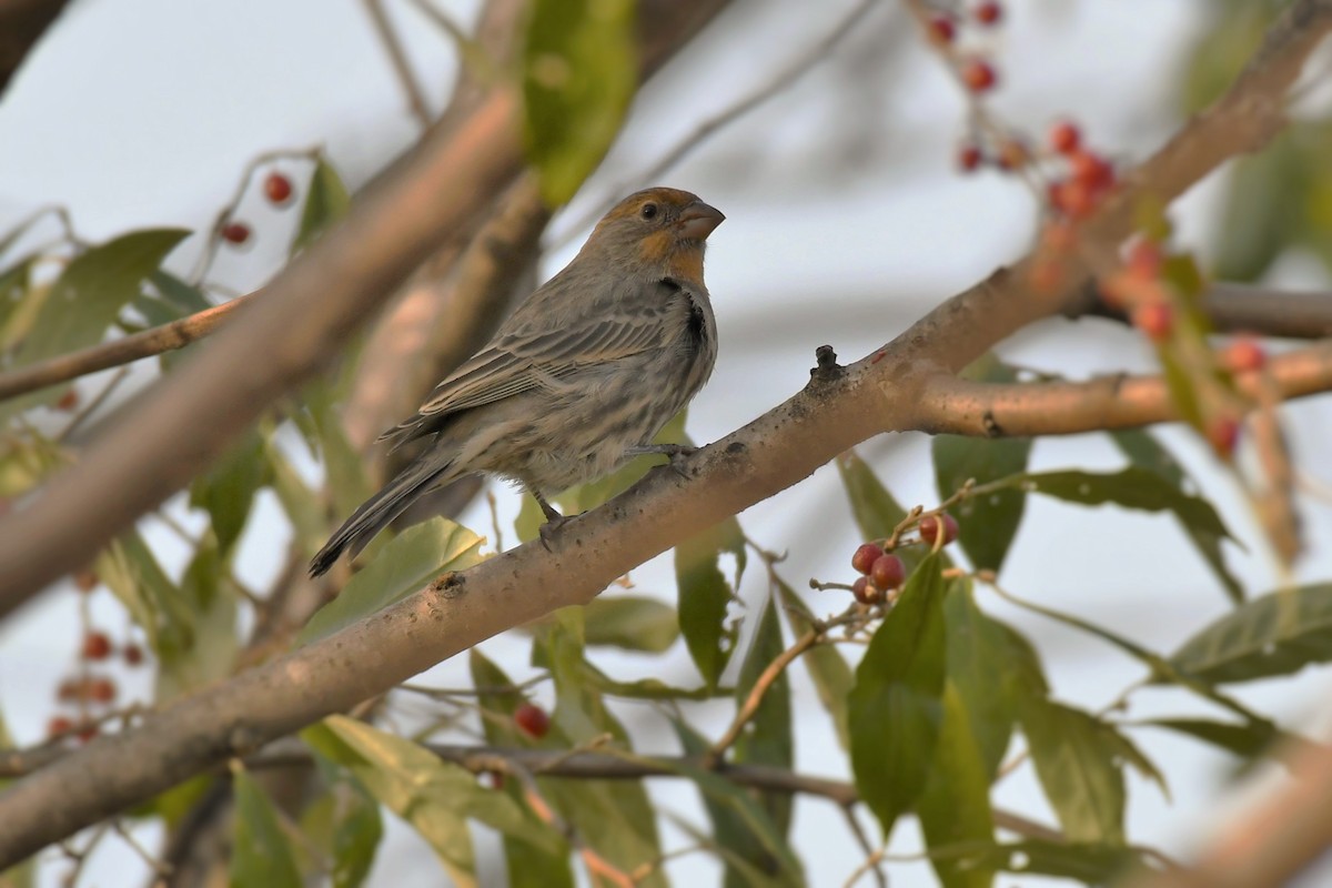 House Finch - ML277658531