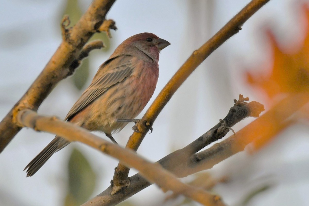 House Finch - ML277658641