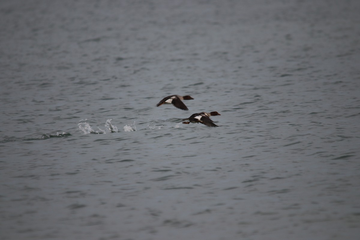 Common Goldeneye - ML277661271