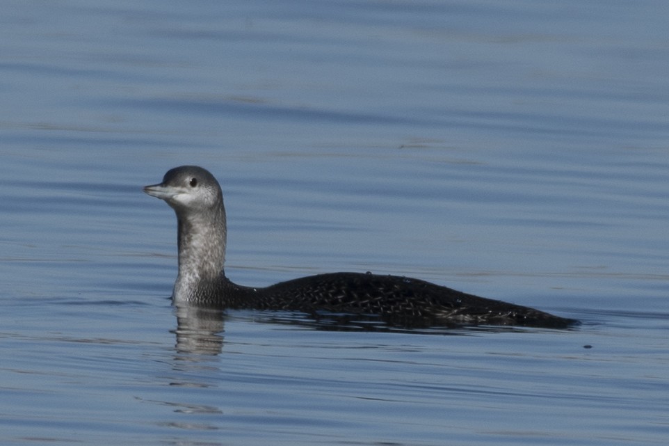 Red-throated Loon - James McCall