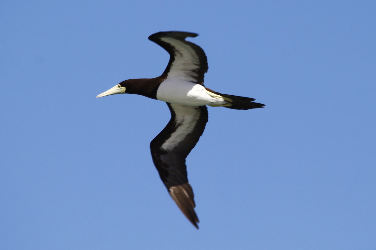 Brown Booby - Alan Atkinson