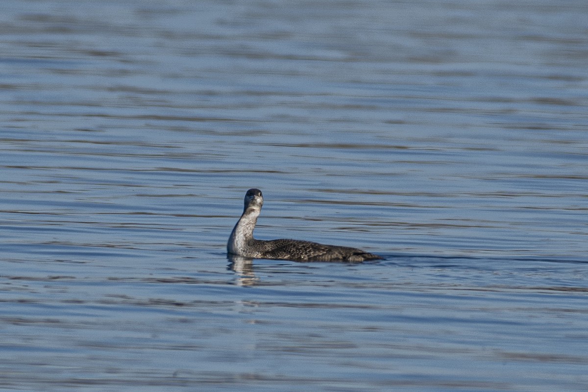 Red-throated Loon - James McCall