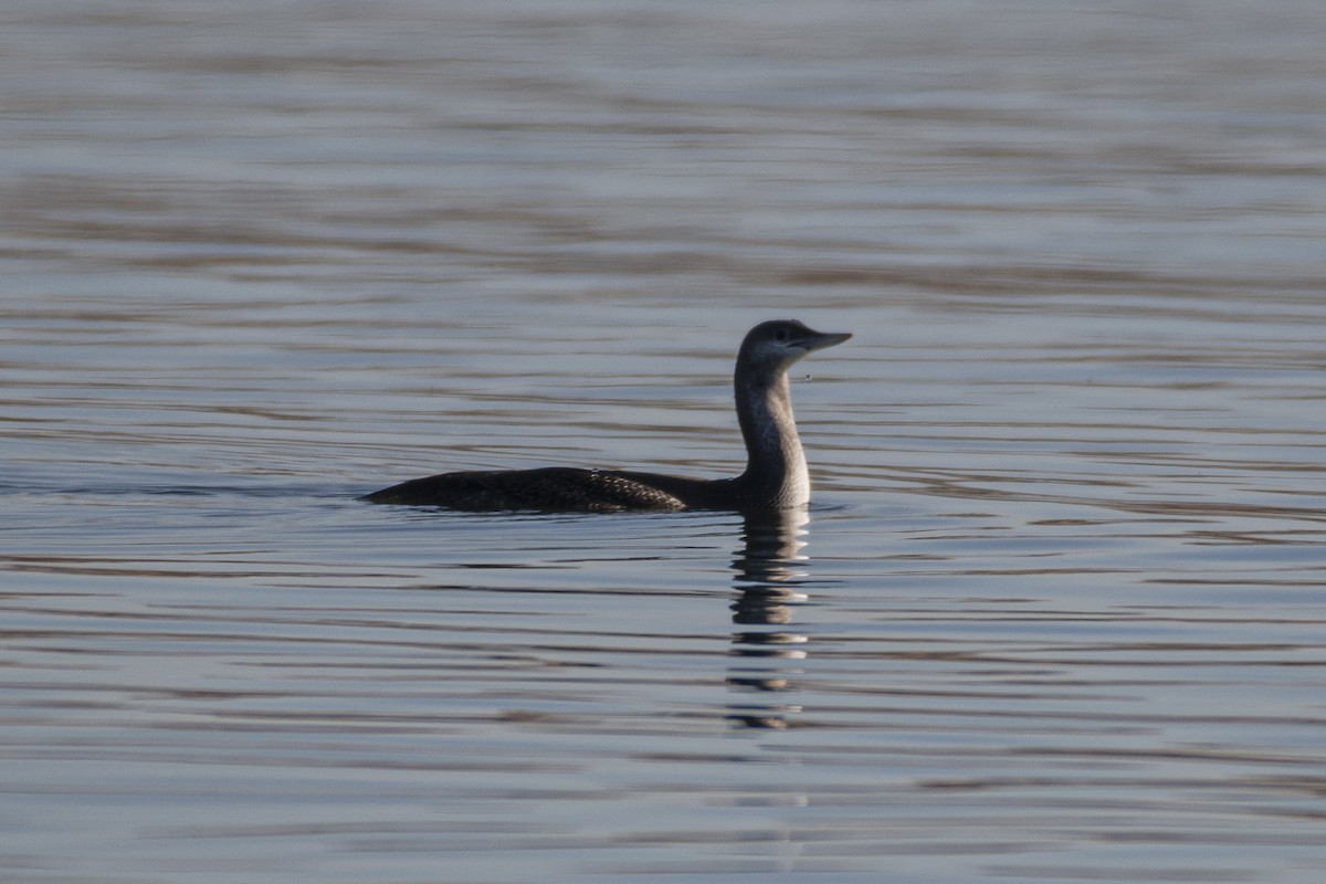 Red-throated Loon - James McCall