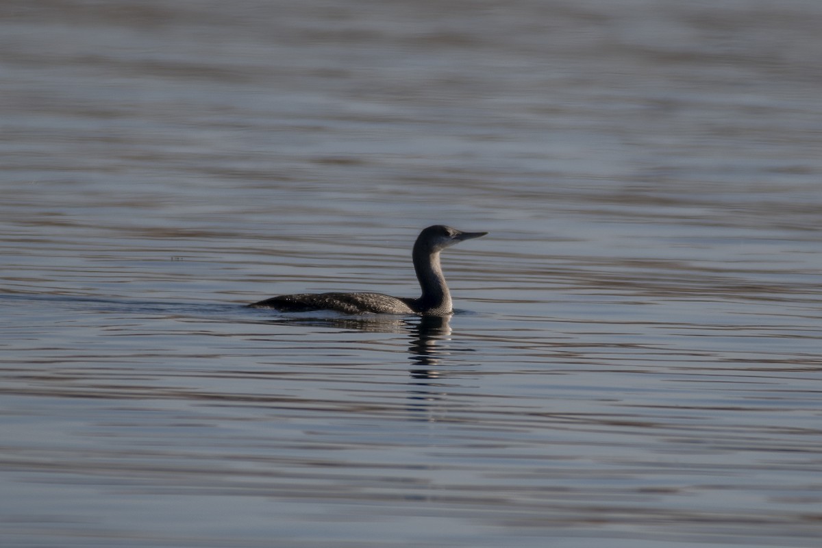 Red-throated Loon - James McCall