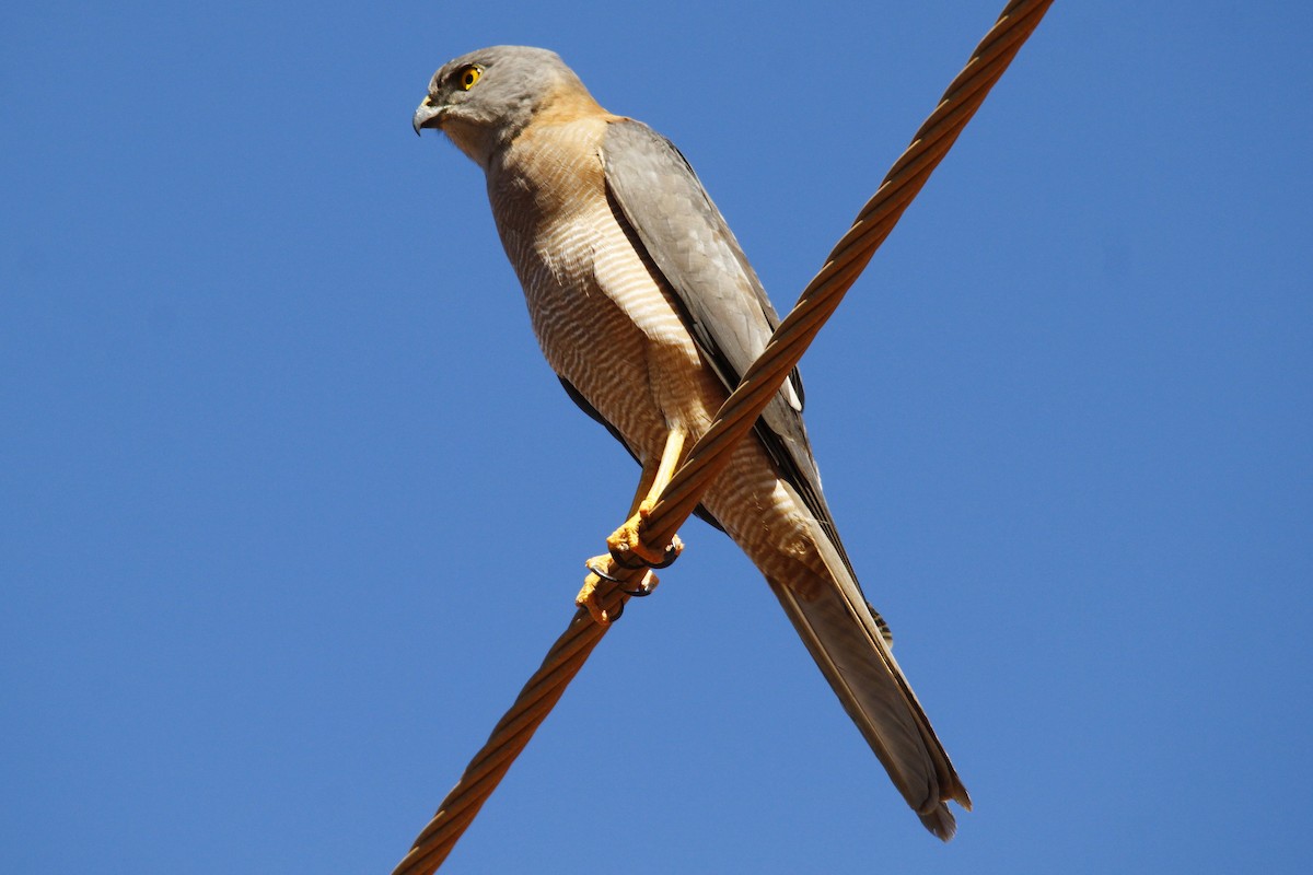 Brown Goshawk - Alan Atkinson