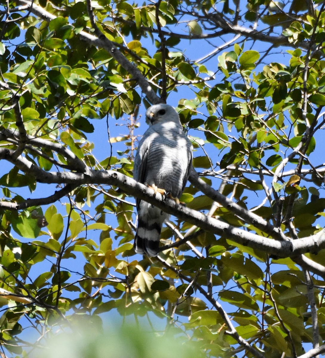 Gray-lined Hawk - ML277667431