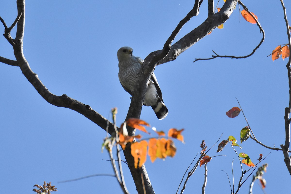 Gray-lined Hawk - ML277667741