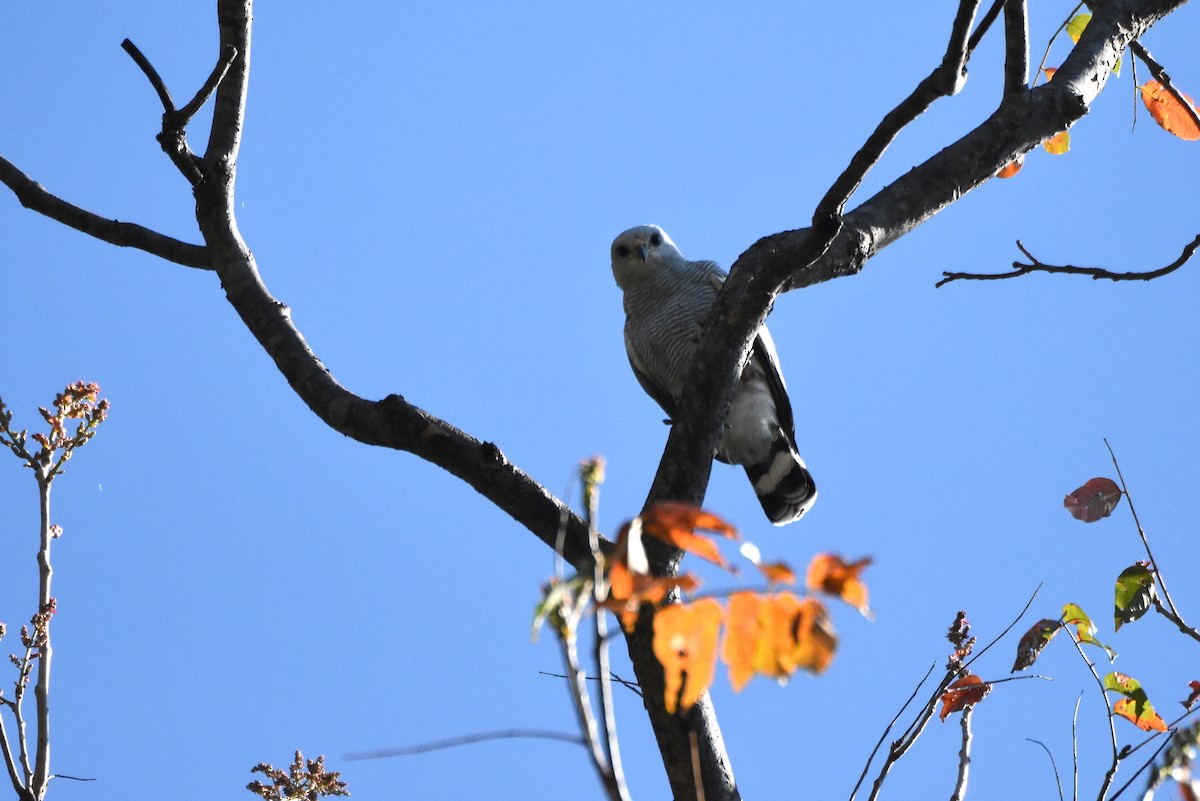 Gray-lined Hawk - ML277668201