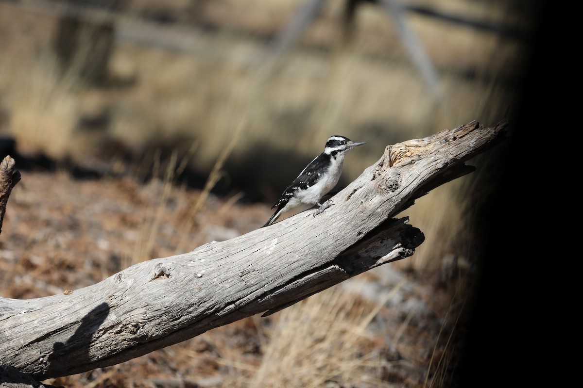 Hairy Woodpecker - ML277668221