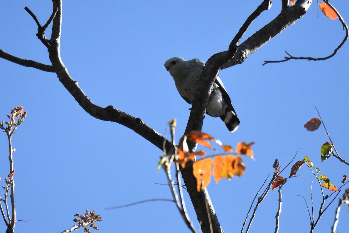 Gray-lined Hawk - Diego Caiafa