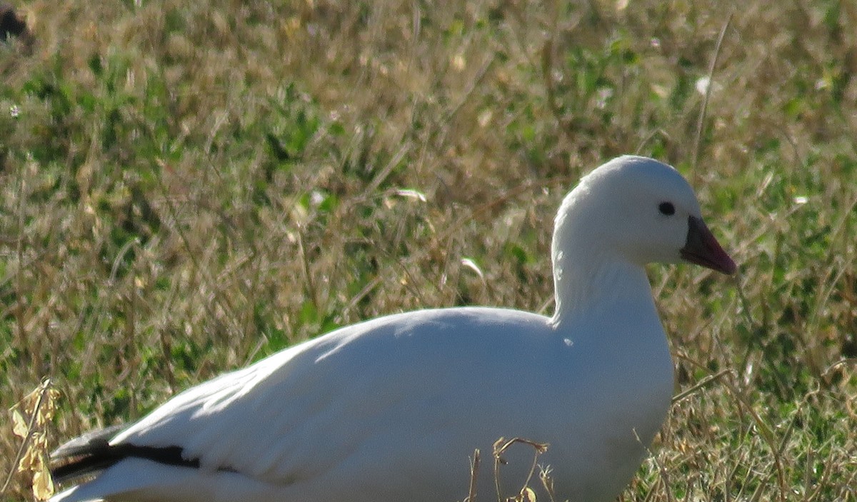 Ross's Goose - ML277668411