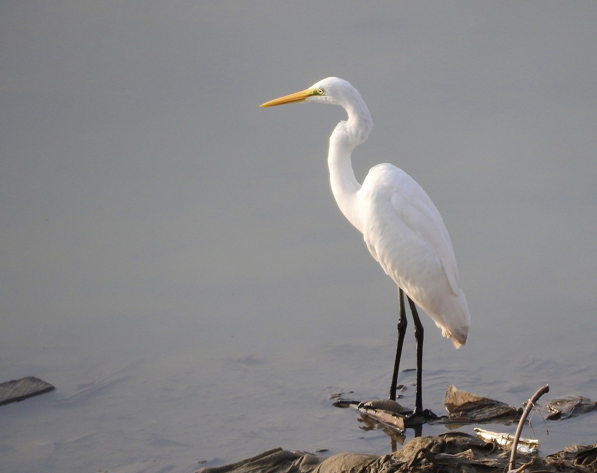 Great Egret - John Ricarte