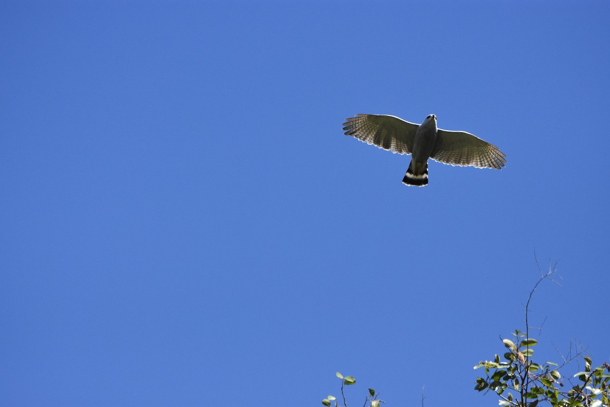 Gray-lined Hawk - Diego Caiafa