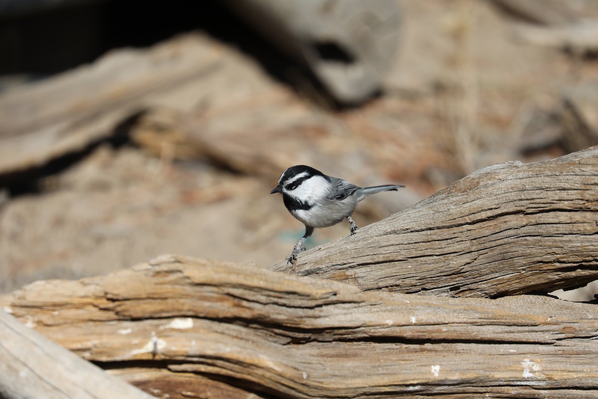 Mountain Chickadee - Kenneth R Windsor