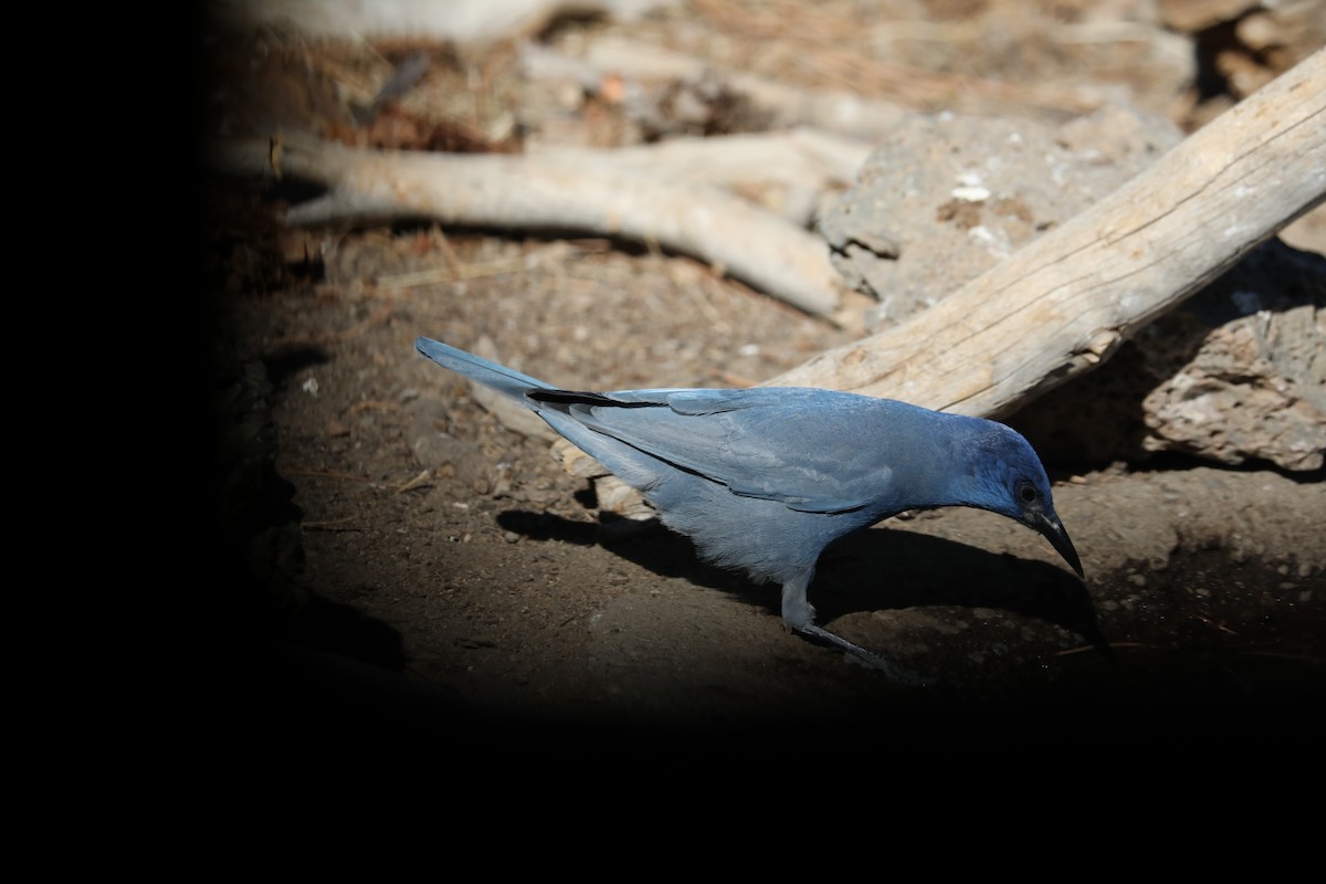 Pinyon Jay - Kenneth R Windsor