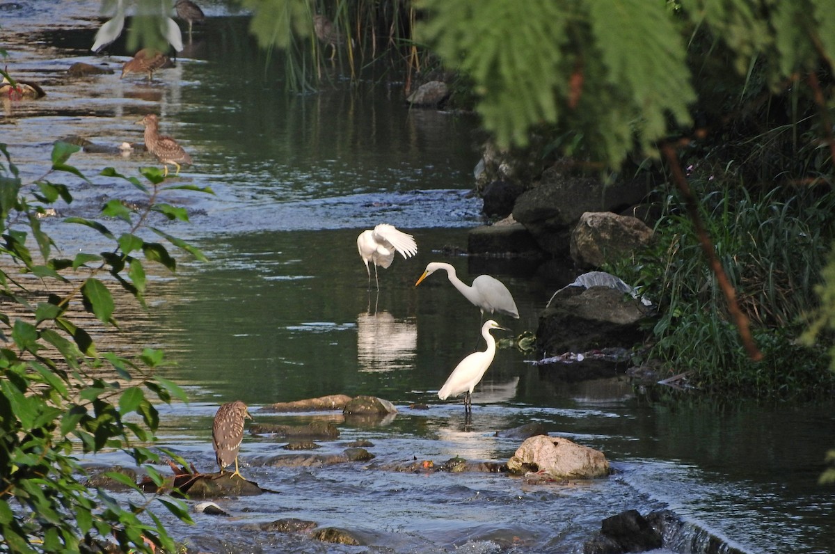 Great Egret - John Ricarte