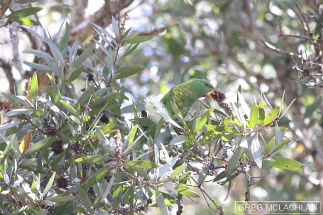 Scaly-breasted Lorikeet - ML27767021